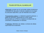 tejido epitelial glandular