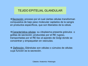 tejido epitelial glandular