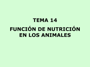 tema 14 función de nutrición en los animales