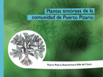 Plantas tintóreas de la comundiad de Puerto Pizario