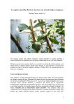 La espina amarilla (Berberis laurina): un arbusto