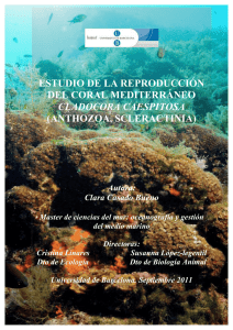 estudio de la reproducción del coral mediterráneo