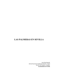 las palmeras en sevilla - Ayuntamiento de Sevilla