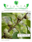 Planta No. 6