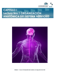 Organización Anatómica del Sistema Nervioso