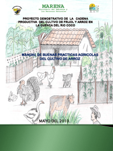 Manual de Buenas Prácticas Agrícolas para el Cultivo de Arroz