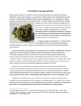 El cannabis y la esquizofrenia