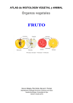 Fruto - Atlas de Histología Vegetal y Animal