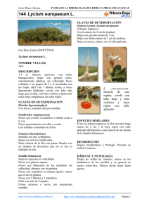 144.Lycium europaeum - Comarca Ribera Baja del Ebro