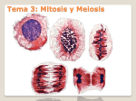 Tema 3: Mitosis y meiosis