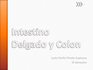 Intestino Delgado y Colon