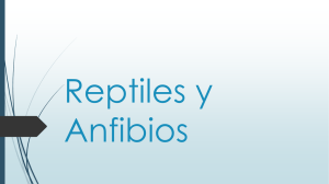 Reptiles y Anfibios Presentación