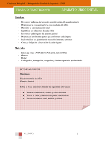 Aparato urogenital - DEA