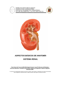 aspectos básicos de anatomía sistema renal