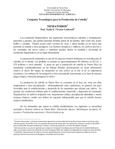 11. CEBOLLA-NEMATODOS, N. Vicente