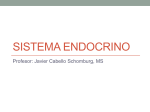 Sistema Endocrino - Anatomía y Fisiologia 241