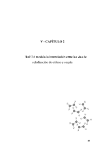 V - CAPÍTULO 2 HAHB4 modula la interrelación entre las vías de