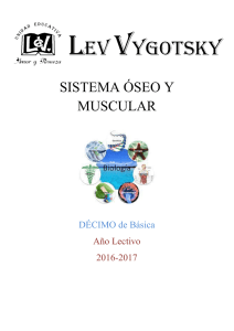 SISTEMA ÓSEO Y MUSCULAR