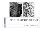 nucleo interfásico núcleo en división