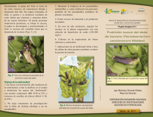 de banano (Pectobacterium carotovorum Waldee) de banano