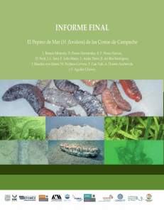 El Pepino de Mar (H. floridana) de las Costas de