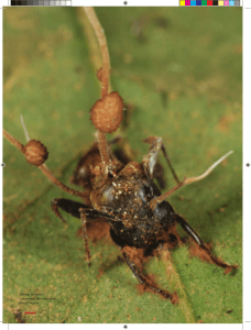 Hormiga del género Camponotus. Foto cortesía de David P Hughes.