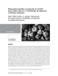 Mejoramiento genético y producción de “semilla” de ajo (Allium