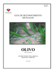 Guía de reconocimiento de plagas de olivo