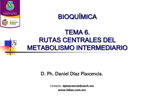 rutas centrales del metabolismo intermediario