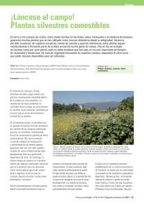 Plantas silvestres comestibles - Real Jardín Botánico