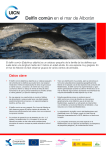 Ficha de Delfín común
