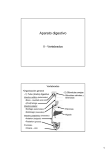 Aparato digestivo-II: Vertebrados - introducción, boca e intestino