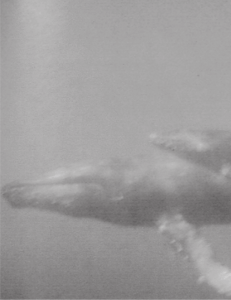 Del corazón de las ballenas al corazón de los