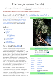Enebro (Juniperus foetida)