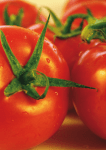 tecnología para el cultivo de tomate bajo condiciones protegidas