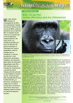 Sida: los gorilas menos afectados que los chimpancés