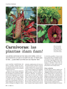 Carnívoras: las plantas ¡ñam ñam!