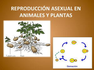 REPRODUCCIÓN ASEXUAL EN ANIMALES Y PLANTAS