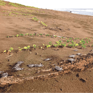 VI. Los habitantes de las playas y dunas