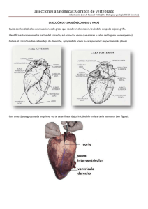 Disecci&oacute;n coraz&oacute;n vertebrado