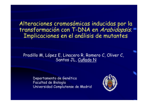 Segregación de cromosomas homólogos en mutantes meióticos de