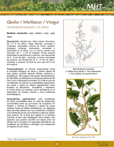 Quilo / Mollaco / Voqui