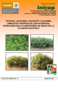 TULIPAN, LEUCAENA, COCOHITE Y GUASIMA, ARBUSTOS