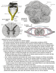 - anatomía de los nervios espinales