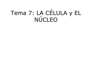 Tema 7 La célula y el núcleo