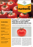 Tomate - Nunhems