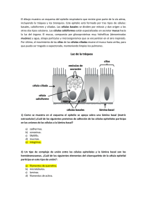 El dibujo muestra un esquema del epitelio respiratorio que reviste
