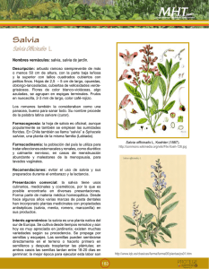 Salvia - Minsal