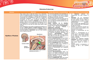Endocrinas: hipófisis, pituitaria, pineal, tiroides y paratiroides, timo