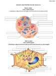 TALLER DE LAS CLASES DE CÈLULAS (407652)